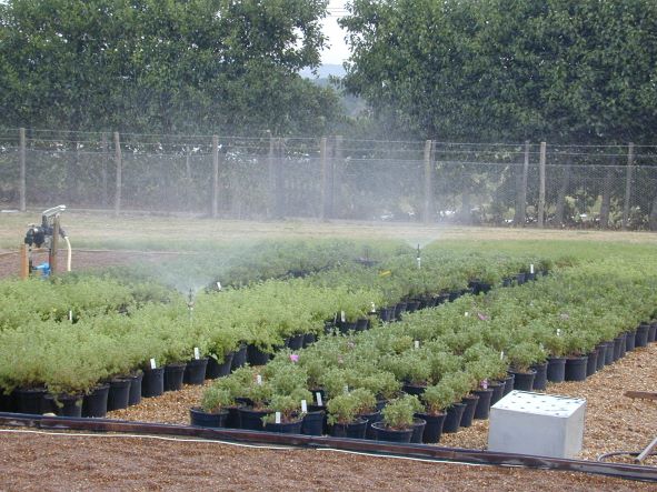 Overhead irrigation with container grown HNS